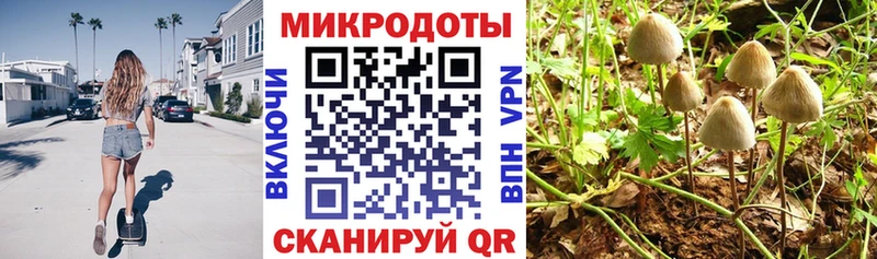 Галлюциногенные грибы Psilocybine cubensis  Нарьян-Мар 